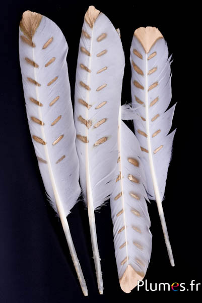 Zwaan bladgoud - 30–35 cm - wit-goud traan  